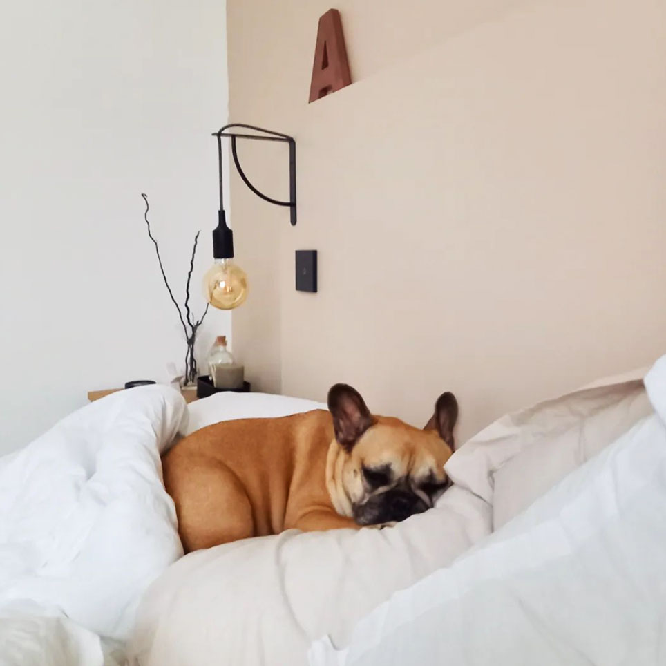 linge de lit gaze de coton blanc et bulldog qui dort